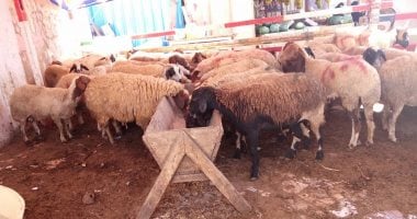 وزارة التموين تطلق شوادر لعرض الخراف الحية للأضاحي 20 مايو