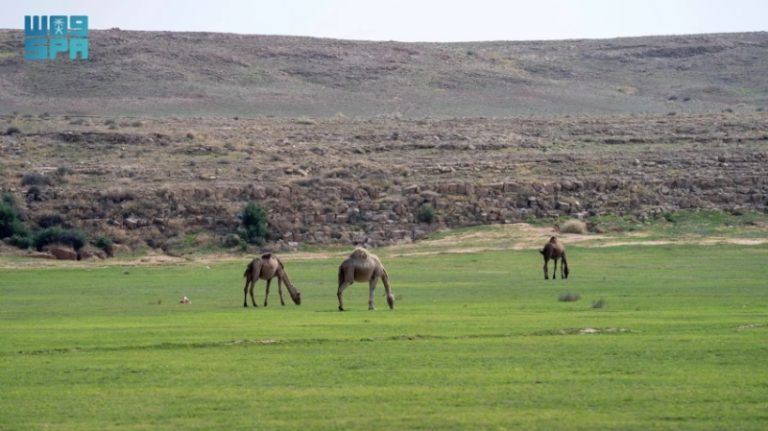 “إصدار تصاريح الرعي” للغطاء النباتي في عدد من الفياض والمتنزهات الوطنية