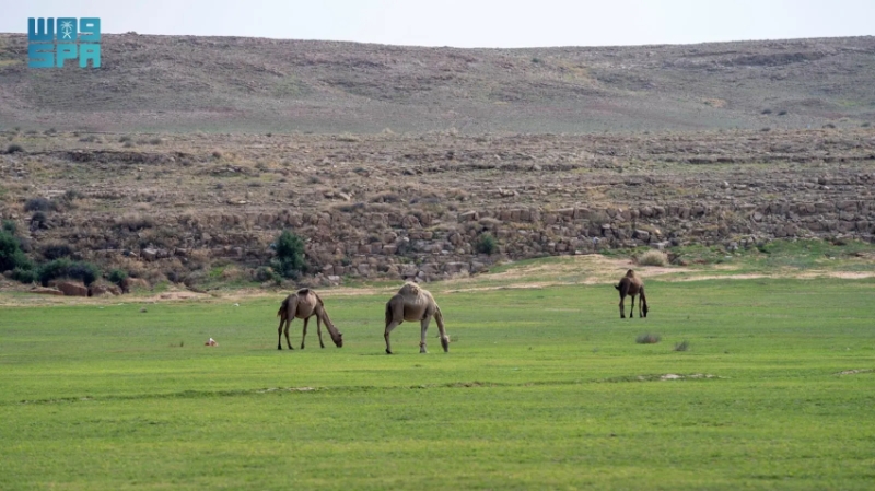 “إصدار تصاريح الرعي” للغطاء النباتي في عدد من الفياض والمتنزهات الوطنية