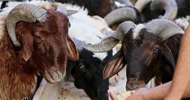 الأضحى الذكي: تسهيلات مبتكرة للأجهزة المنزلية خلال العيد