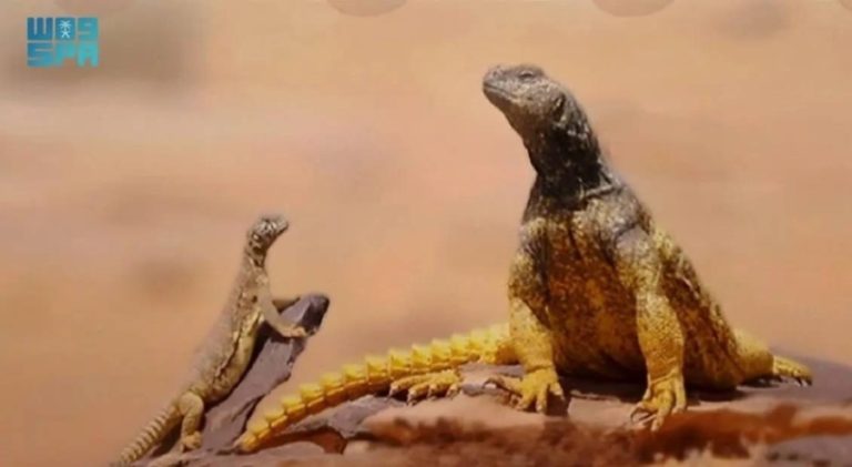 الضّب العربي يساهم في الحفاظ على التوازن البيئي بمنطقة الحدود الشمالية