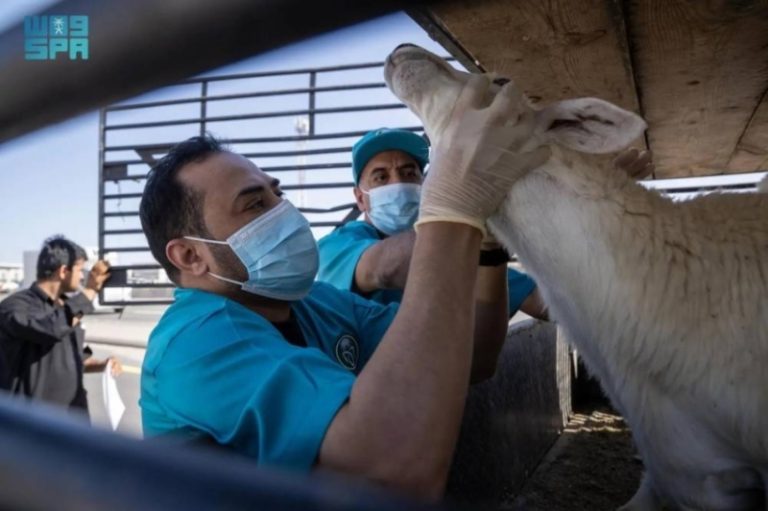 الكشف الصحي عن مليون رأس من المواشي: الفسح عن 690,379