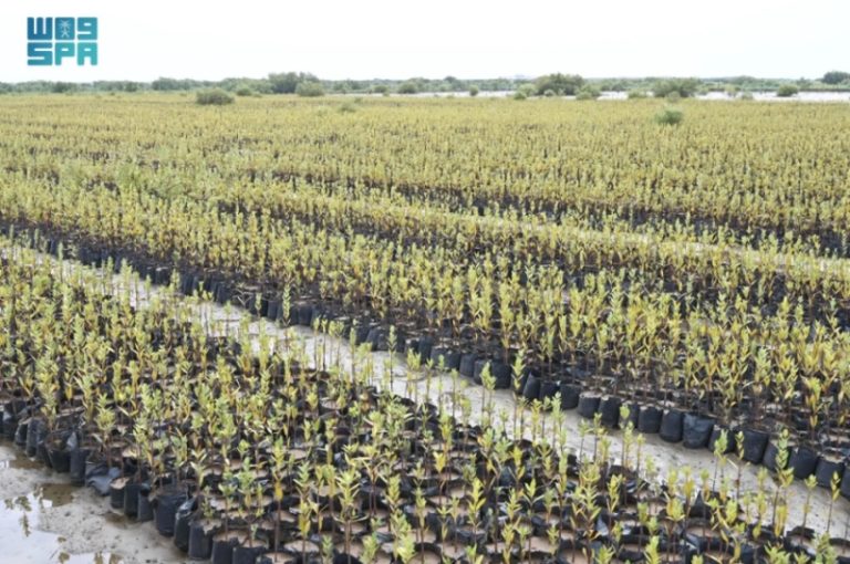 المركز الوطني لتنمية الغطاء النباتي يعلن تأهيل الأراضي وتعزيز الحماية البيئية من المخاطر الطبيعية
