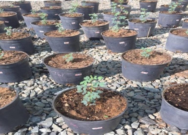 تحسين إنبات بذور شجرة السمر لمواجهة التصحر