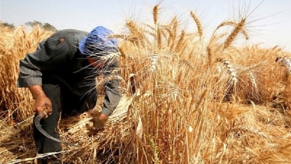 زيادة إنتاج القمح في مصر: الأسباب وراء الرقم القياسي الجديد
تاريخ زراعي جديد في مصر: ارتفاع إنتاجية القمح هذا الموسم
تحقيقات زراعية: مصر تسجل زيادة ملحوظة في إنتاج القمح لعام 2025
نجاحات وطنية: القمح المصري يسجل أعلى معدلات إنتاج في تاريخه