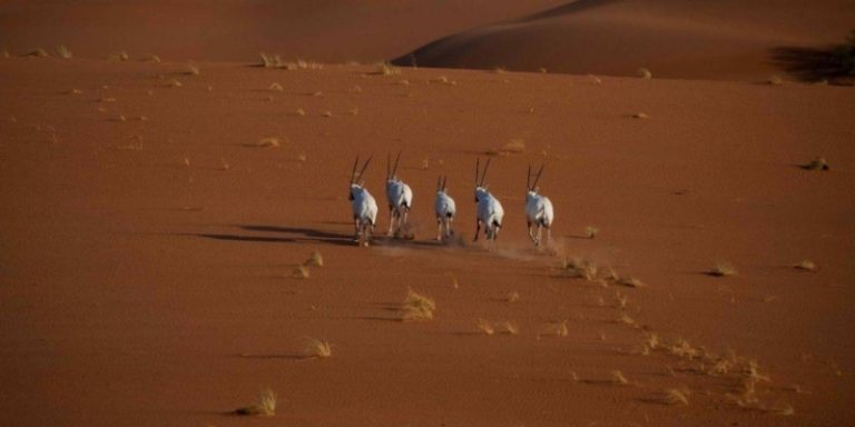 محمية عروق بني معارض تُدرج في القائمة الخضراء للاتحاد الدولي لحماية الطبيعة