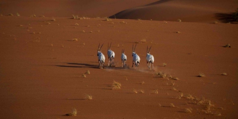 محمية عروق بني معارض تُدرج في القائمة الخضراء للاتحاد الدولي لحماية الطبيعة