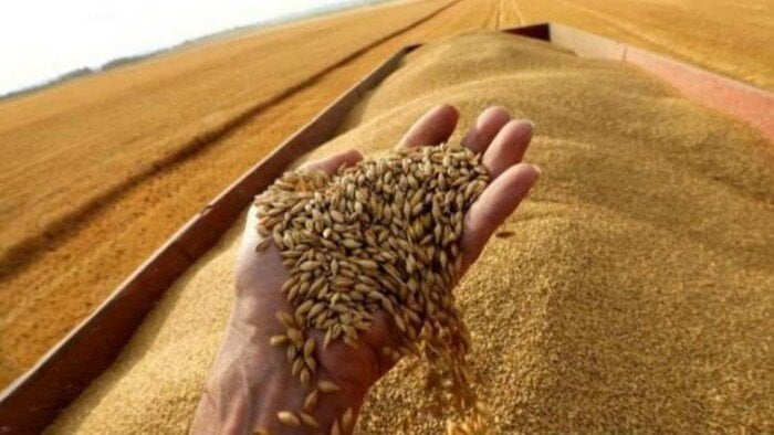 مصر تحقق إنجازًا عالميًا في إنتاج القمح بـ 10 ملايين طن