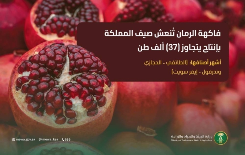 زيادة ملحوظة في إنتاج الرمان تعزز من نهضة الزراعة المحلية وتدعم الاقتصاد