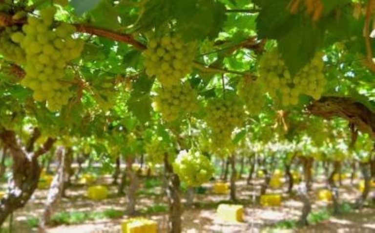نجاح زراعة سبعة أنواع من الأعلاف الشتوية لتعزيز الأمن الغذائي الزراعي